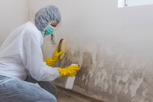 Best Attic Mold Removal  in Valley Falls, KS